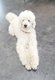 Caniche royal