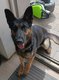Berger Allemand femelle 1 ans et demi