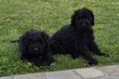 Magnifique chiens d eau