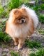 Magnifique spitz pommériane disponible pour...
