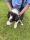 Nichée Border Collie