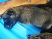 Chiots malinois dispo septembre