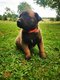 Chiots malinois dispo septembre
