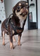 Femelle chihuahua de 1an pedigree