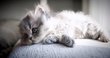 🐾Superbe British shorthair et...