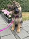 Chiot Berger Allemand Poils Longs
