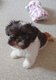Chiots mâle et femelle Shih-tzu
