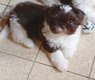Petit cœur [cherche] un doux panier