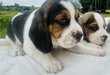 Beagle
