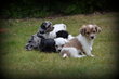 Chiots Boomer