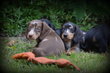 Chiots Teckel poil court