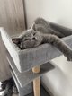 Chaton magnifique