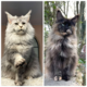 Maine Coon chatons a réserver.