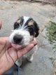 Jack Russell poils dures / longs élevés en...