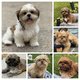 Lhasa-apso chiots