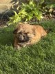 Lhasa-apso chiots