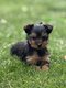 YorkShire chiots