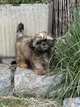 Shih tzu chiots