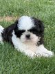 Shih tzu chiots