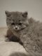 Chaton british