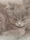 Chaton british