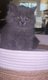 Chaton british