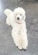 Superbe Caniche Royal