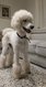 Magnifique femelle caniche Royal Pédigree