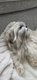 Shih-tzu femelle de 4 ans