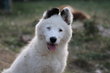 Laika de iakoutie