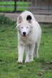 Laika de iakoutie