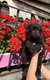 Chiots Groenendael