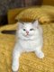 Adorables chatons Ragdoll avec pedigree