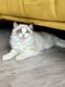 Adorables chatons Ragdoll avec pedigree