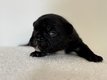 Bouledogue français
