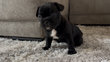 Bouledogue français