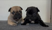 Bouledogue français