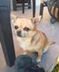 Chihuahua mâle [cherche] bonne famille