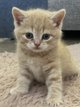 1 British shorthair