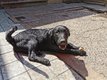 2 superbes chiots croisés Border Collie /...