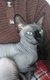 Sphynx femelle noire