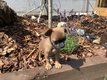 Chiot chihuahua mâle