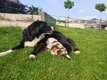 Border collie rouge merle
