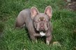 Superbe femelle bouledogue français isabella