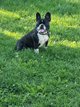 Chien à donner