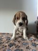 Chiot à vendre beagle croisé fauve de Bretagne