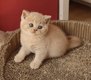 Magnifique British Shorthair crème disponible de...