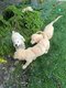 Petits golden