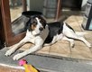 Beagle croisé Jack Russel