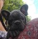 Bouledogues Français bleus avec Pedigree